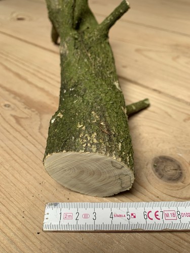 Drechselholz buchsbaum buxus - buchsbaum,