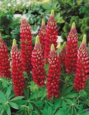 10 + Samen Lupine Rot