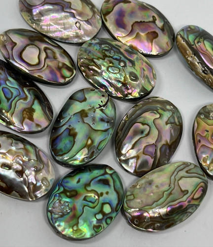 Bunte abalone muschel - abalone,