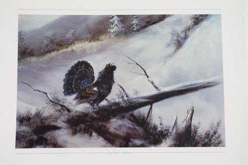 Birkhahn balz winter - birkhahn,