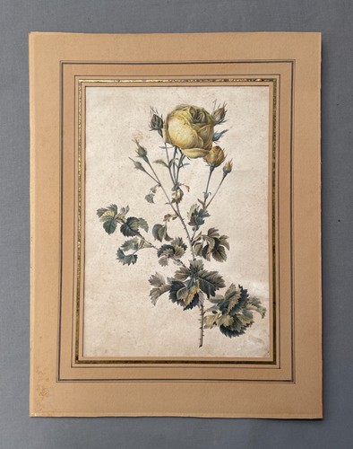 Rose aquarelllithographie - rose,,