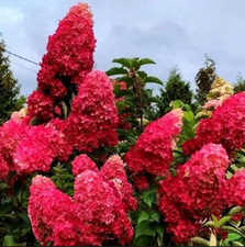 Hortensie MELBA FRAISE Rispenhortensie Rot Hydrangea paniculata