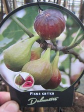 Ficus carica dalmatie - 'dalmatie',