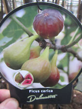 Ficus carica 'Dalmatie' -