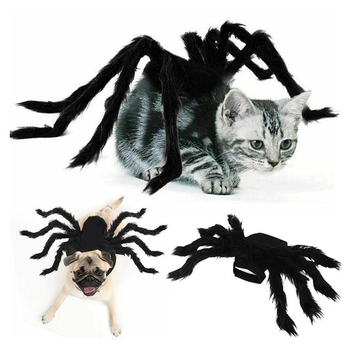 Halloween tier haustier hund - halloween,