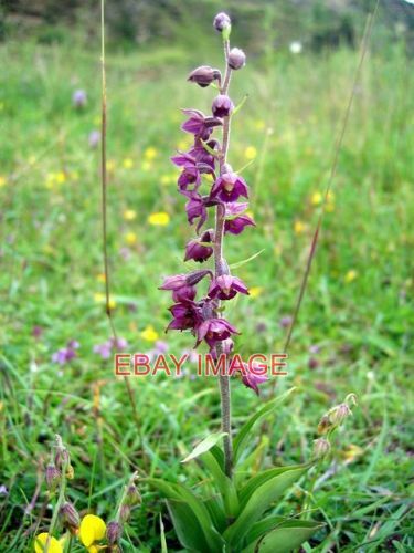 Foto dunkelrote helleborine - foto,