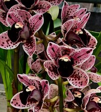 Cymbidium black lip - cymbidium, hybride