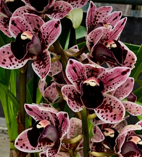 Cymbidium black lip hybride - lip,
