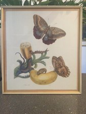 Anna maria sibylla - sibylla, merian