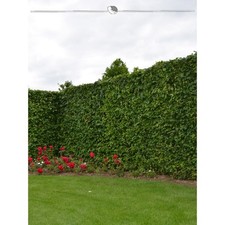 Hainbuche 150-175 cm