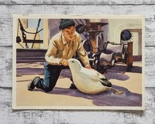 Albatrosse Vogel Feuerland Schiff Mittel Südamerika Sanella 1950er Werbung alt