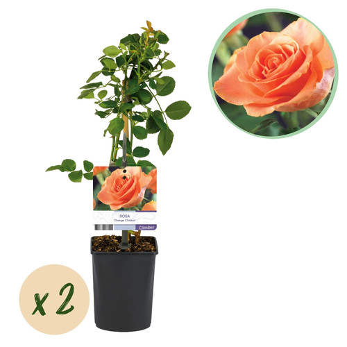 Kletterrose rosa orange - kletterrose,