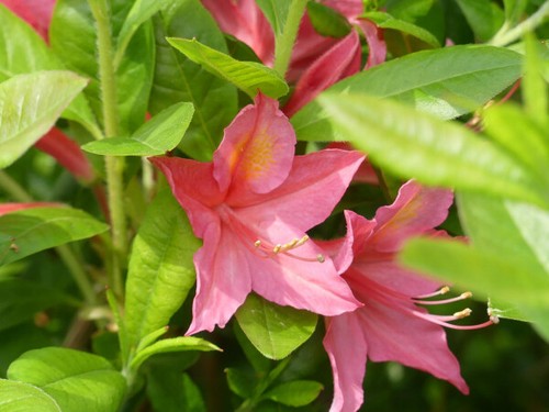 Rhododendron viscosum jolie - viscosum,