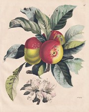 Apfel Äpfel apple tree Baum