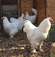 BRAHMA REIN WEISS AUSSTELLUNGS