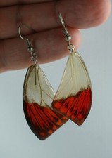 Ohrhänger echte Schmetterling Flügel  Ohrringe