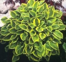 Goldrand Funkie Hosta
