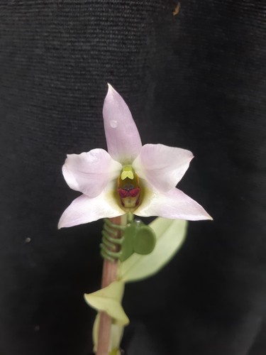 Orchidee dendrobium trantuanii - orchidee,