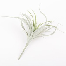 artplants Deko Sukkulente