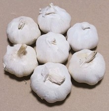 Pflanzknoblauch Flavor Allium