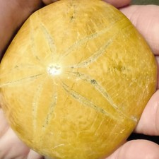 Versteinerter Seestern