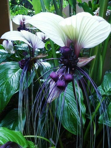 8000711 tacca pflanze white - 8000711,