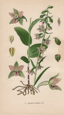 Epipactis helleborine - Breitblättrige Stendelwurz CHROMOLITHOGRAPHIE von 1904 