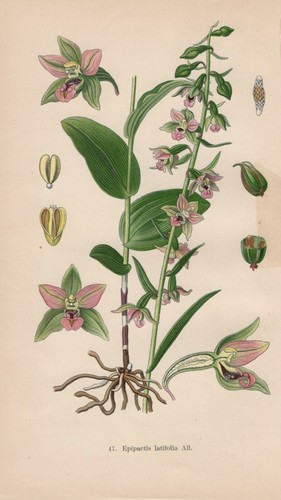 Epipactis helleborine - ,