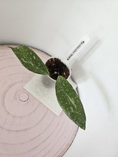 heavenly HOYA Hoya pubicalyx 'Royal Hawaiian Purple' RHP