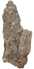 Trias encrinus liliiformis - trias,