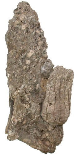 Trias encrinus liliiformis - ,