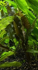Aquarium: WINTERSALE!! 🐠🌱 5x Ableger Braune Cryptocoryne 