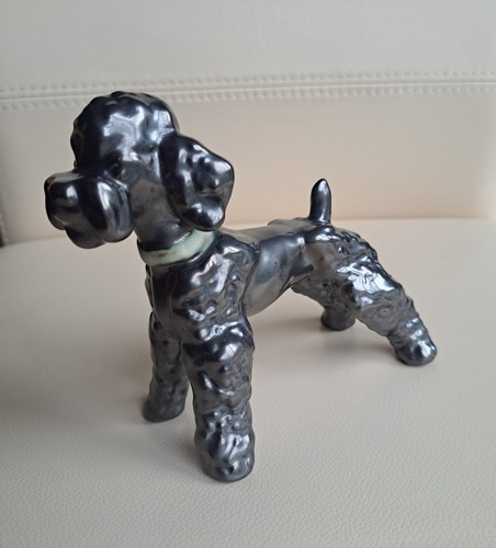 Pudel hund schwarze - x,