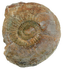 Malm  Lithacosphinctes