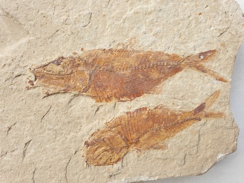 Armigatus brevissimus fische - armigatus,