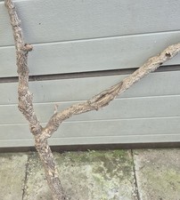 Korkast,Nager,Chinchillas,Rept