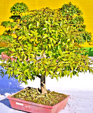 SAMEN Zimmerpflanzen