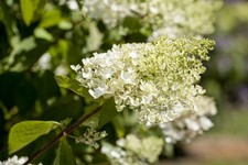 Hydrangea paniculata 'Bombshell', Rispenhortensie, weiß, 40–60 cm