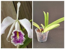 Orchidee Cattleya maxima var. semi-alba 'La Pedrena', Klon des Top Originals!