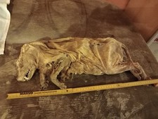 Mumie, Waschbär, Schädel, Skull, Tierpräparat