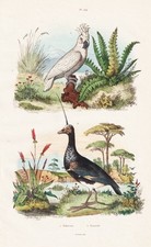 Wehrvogel Enten ducks Kakadus