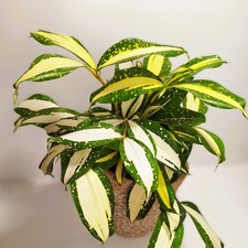 Dracaena surculosa 'Milky Way'