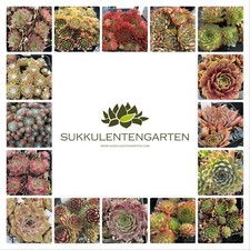 15x sempervivum rosetten - sempervivum,