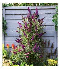 Buddleia straight - up,
