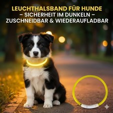 Leuchthalsband Hund Aufladbar