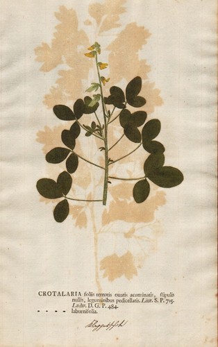 Crotalaria laburnifolia rattle