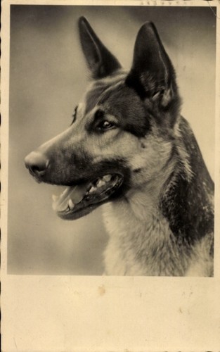 Schäferhund tierportrait - ak,