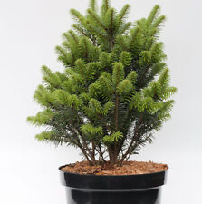Weiß-Tanne Pyramidalis 40-50cm - Abies alba Pyramidalis