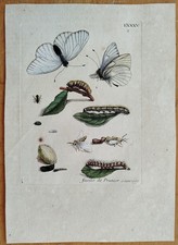 Maria Sibylla Merian