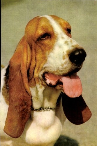 Hundeportrait basset hound - hundeportrait,,